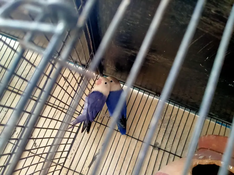 lovebirds in reasonable prices. — photo 7