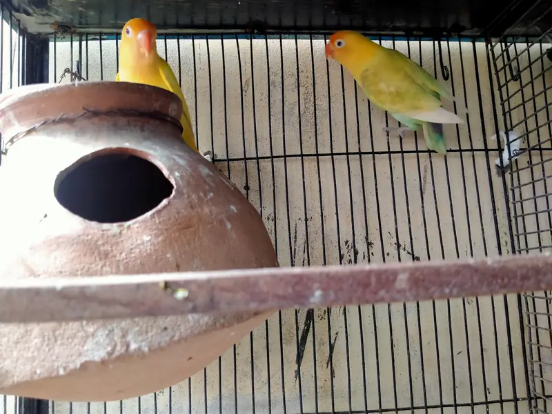 lovebirds in reasonable prices. — photo 8