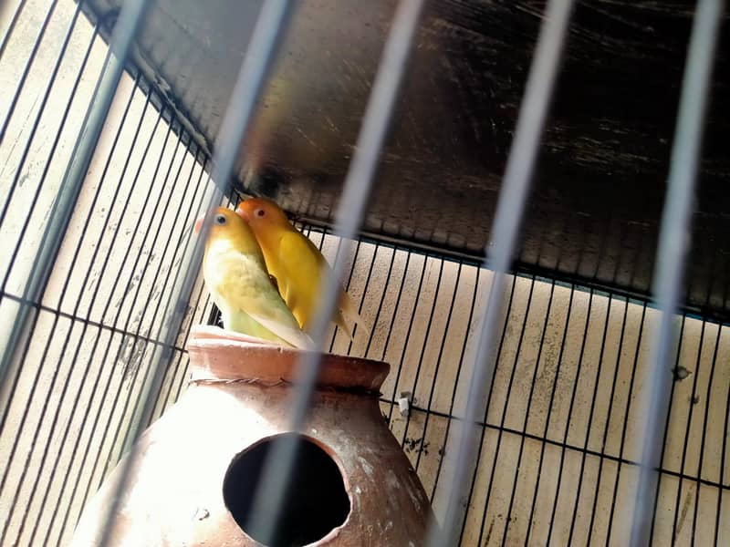lovebirds in reasonable prices. 8