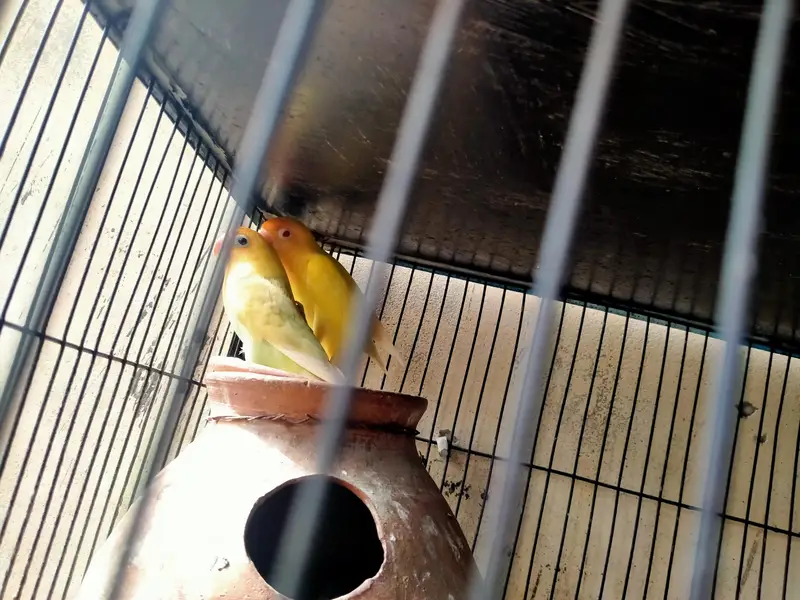lovebirds in reasonable prices. — photo 9