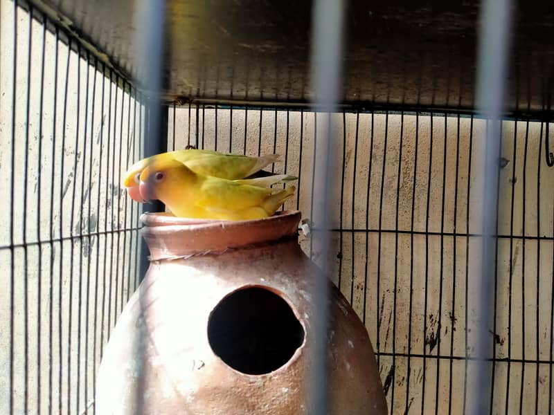 lovebirds in reasonable prices. 9