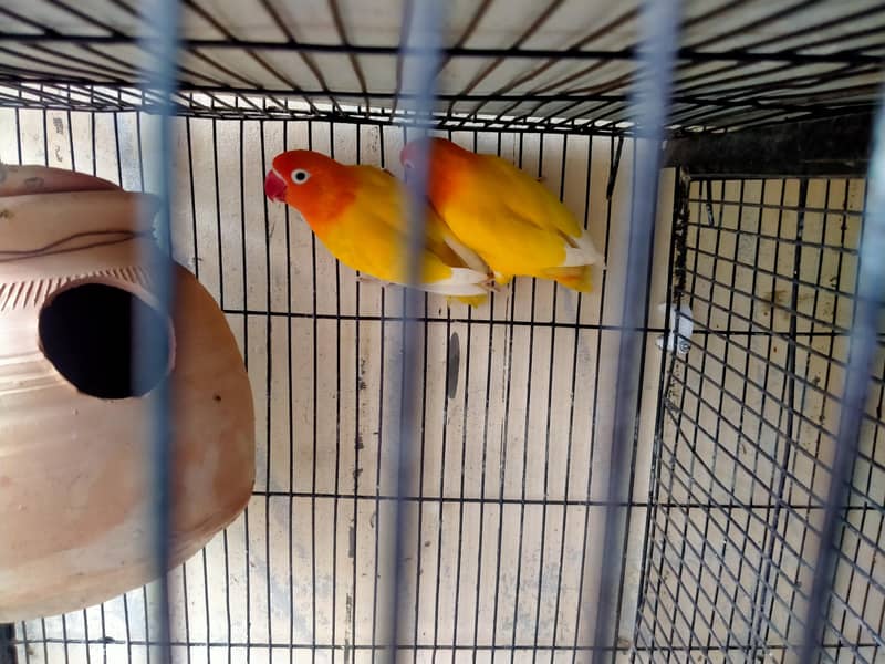 lovebirds in reasonable prices. 10