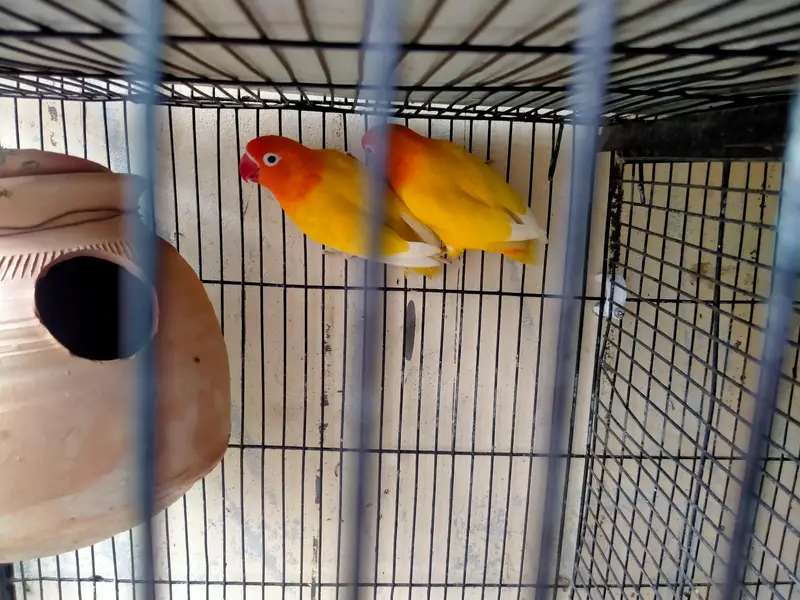 lovebirds in reasonable prices. — photo 11