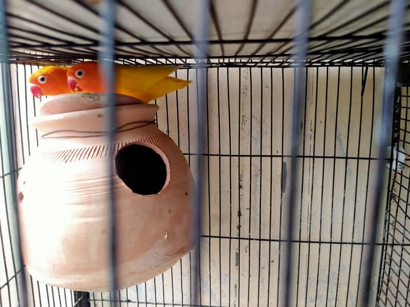 lovebirds in reasonable prices. 11