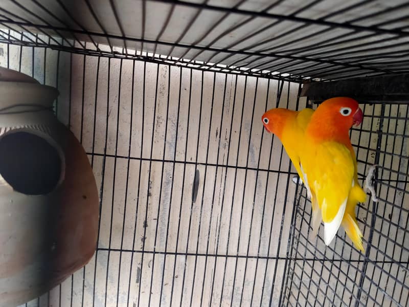lovebirds in reasonable prices. 12