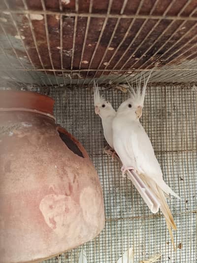cocktail breeder pair