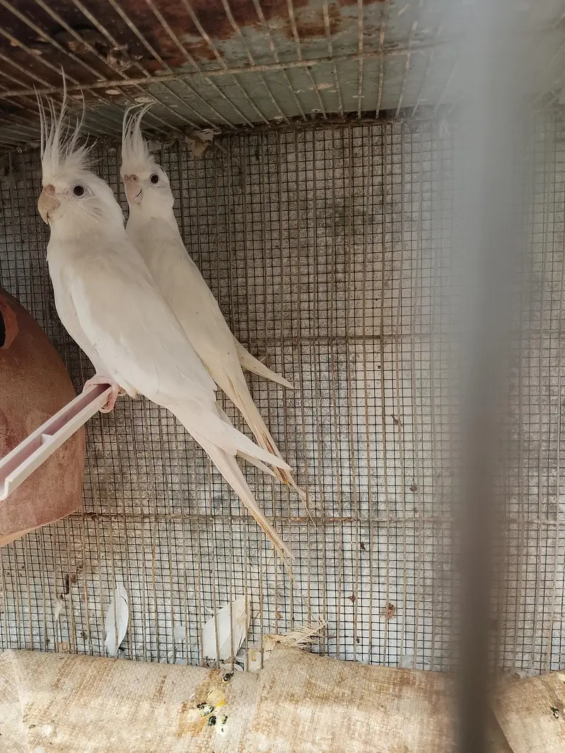 cocktail breeder pair — photo 2