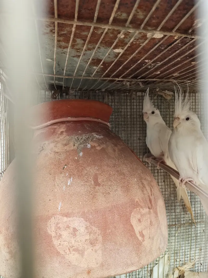 cocktail breeder pair — photo 4