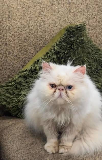 Persian | Odd eyes piki face Male for stud | Male Cat