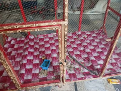 exchange same price new cage hai 10/10 parrot hen  big cage