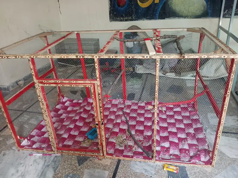 exchange same price new cage hai 10/10 parrot hen  big cage — photo 2