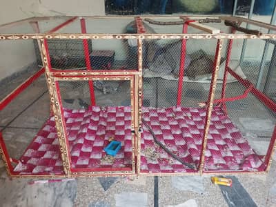 big cage same price exchange new cage hai 10/10 parrot hen  big cage