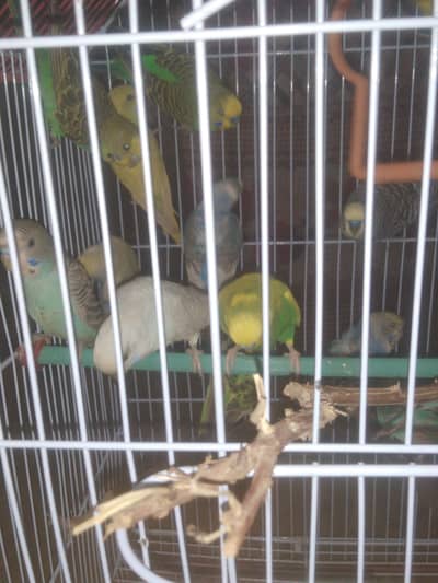 budgies