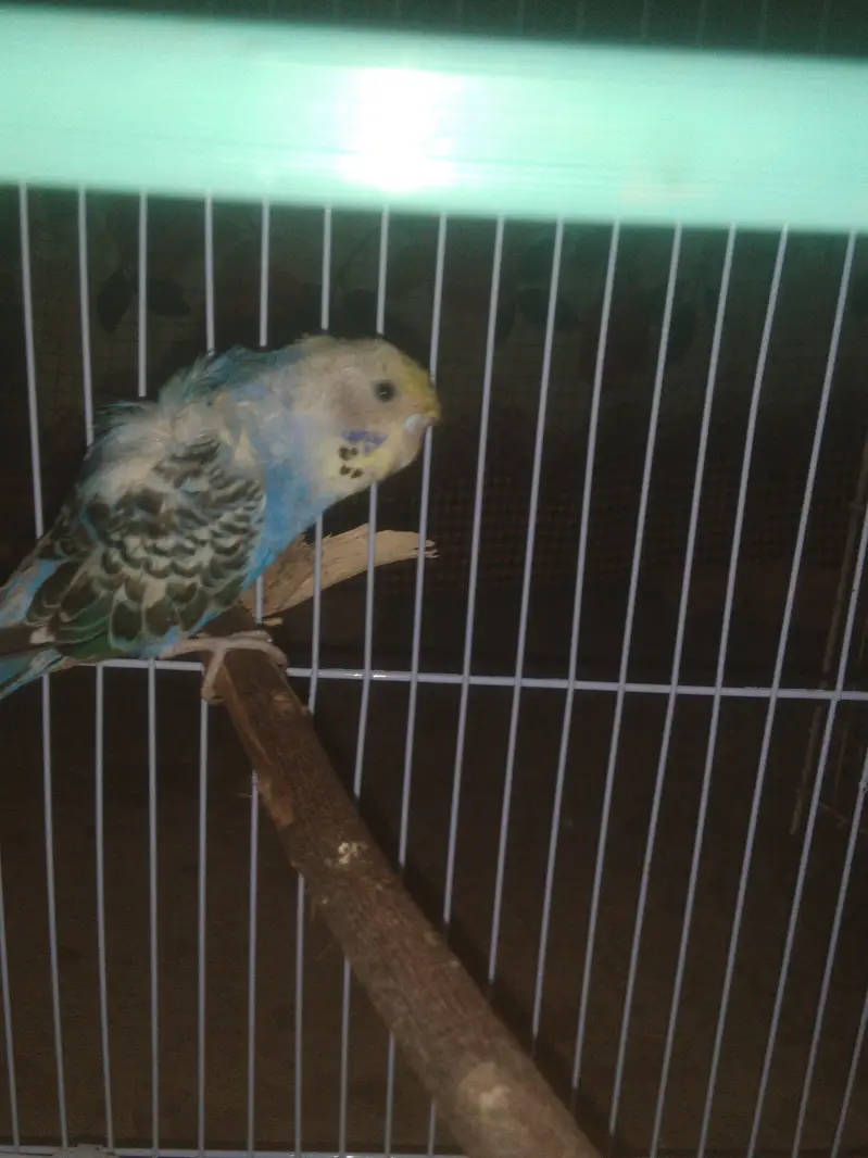 budgies — photo 2