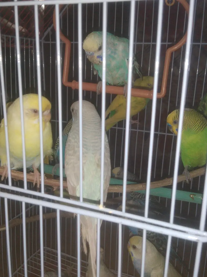 budgies — photo 3