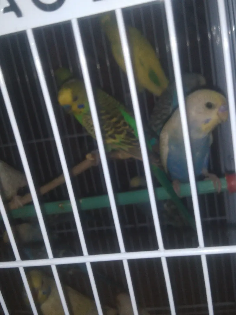 budgies — photo 4