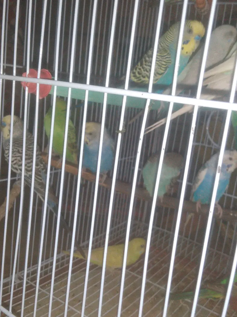 budgies — photo 5