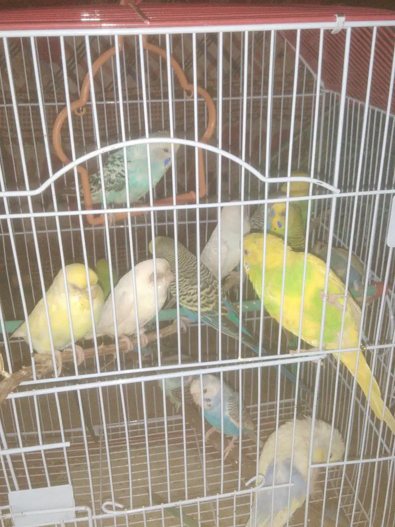 budgies — photo 6