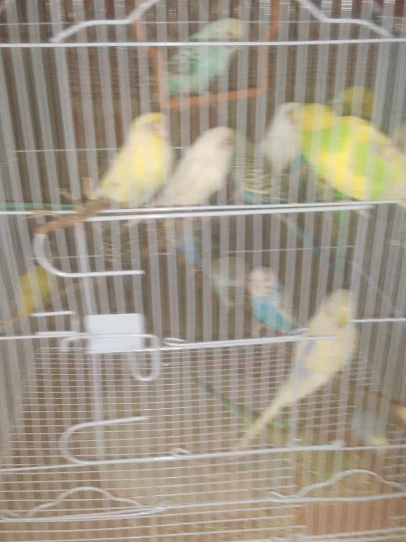 budgies — photo 7