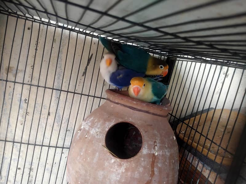 lovebirds in reasonable prices. 13