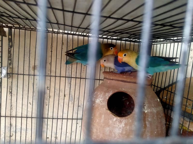 lovebirds in reasonable prices. 14