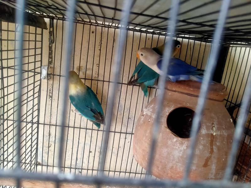 lovebirds in reasonable prices. 15
