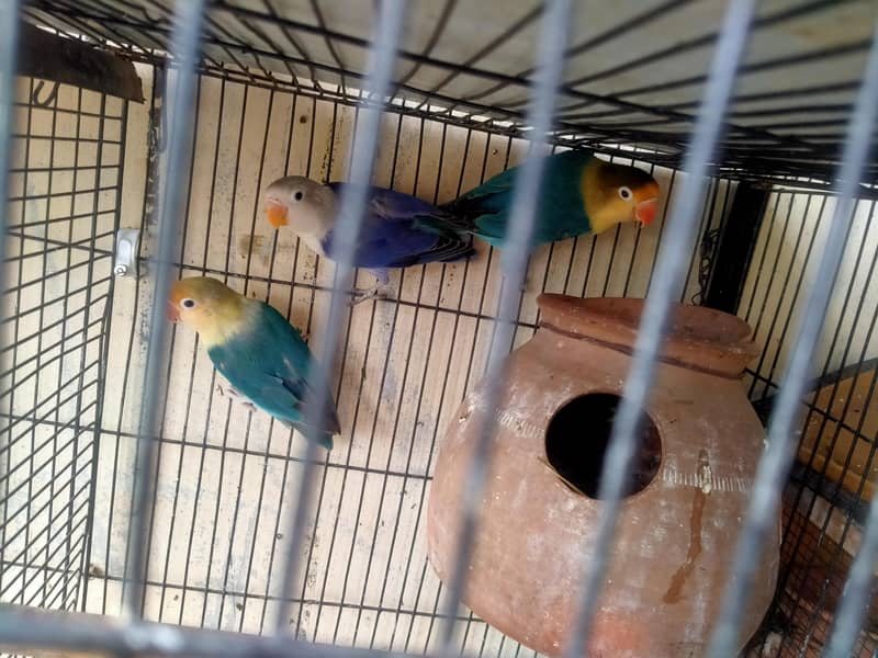 lovebirds in reasonable prices. 16