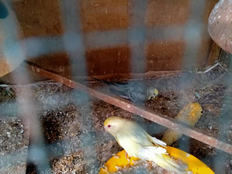 lovebirds in reasonable prices. 18