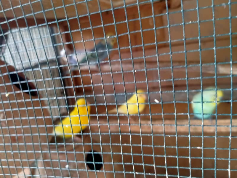 lovebirds in reasonable prices. 19