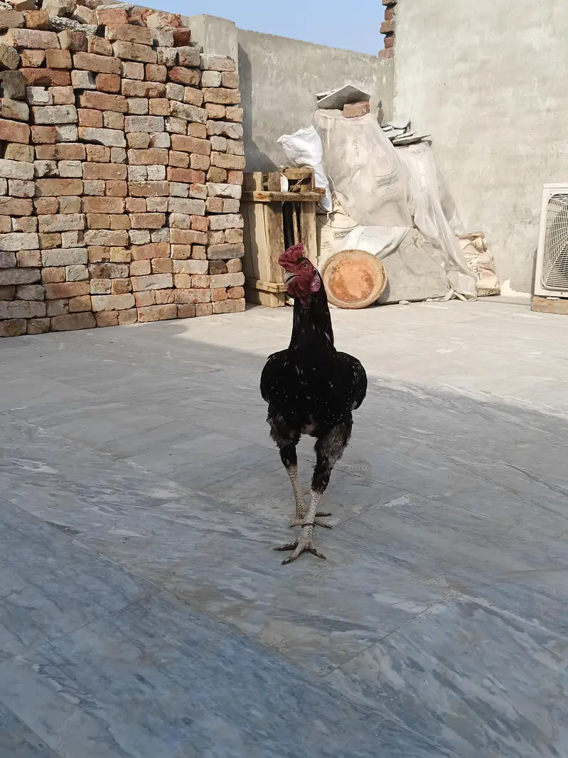 Mian wali Aseel — photo 2