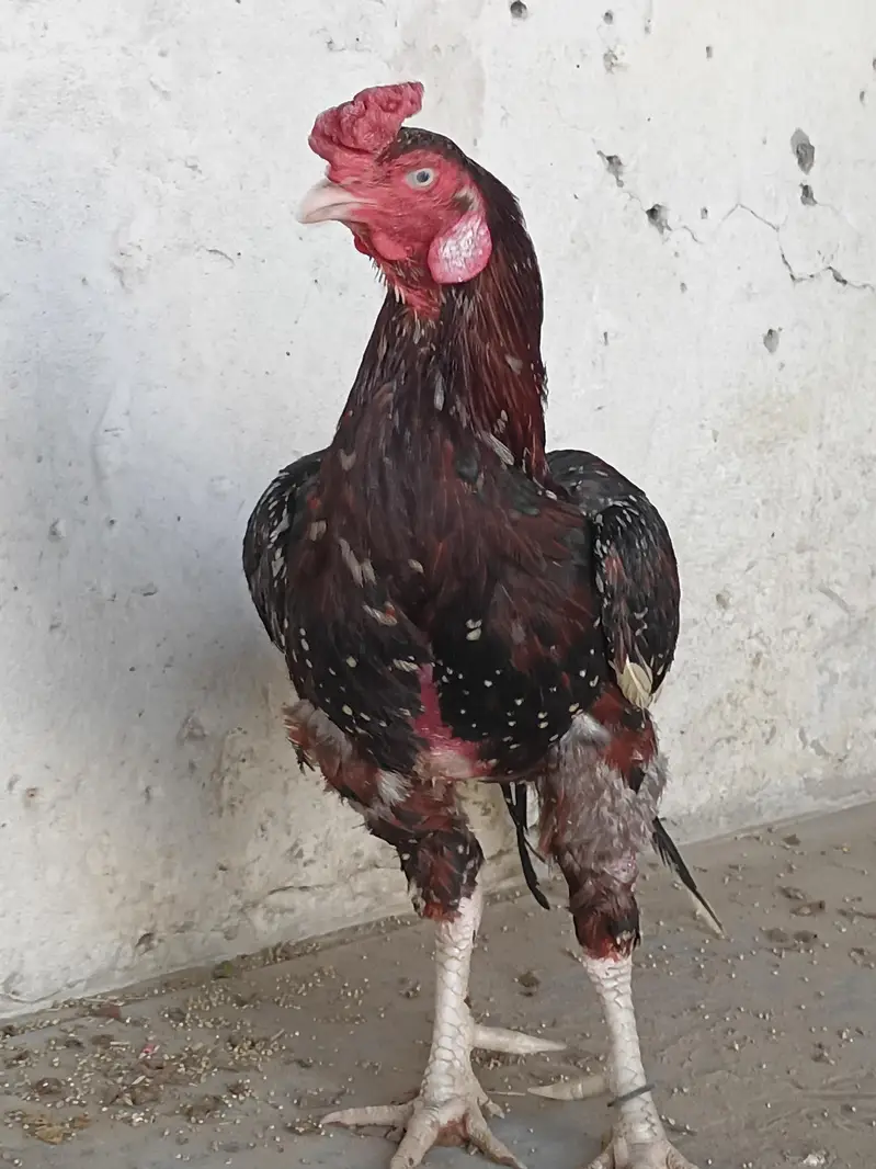 Mian wali Aseel — photo 3