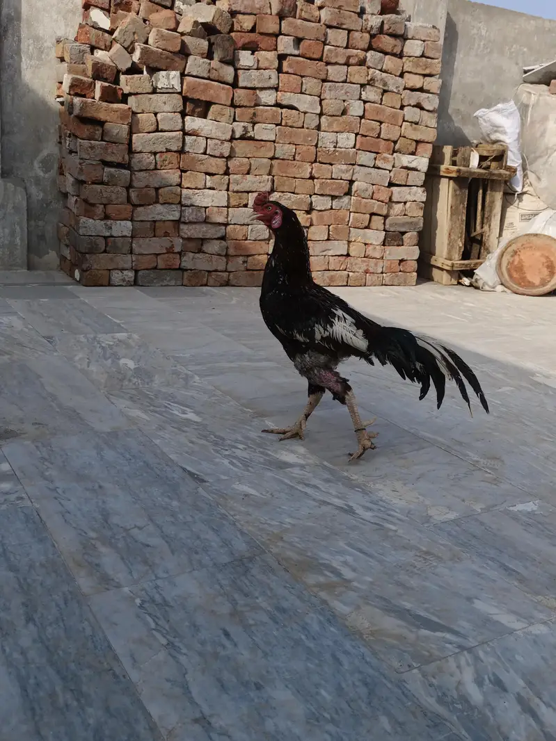 Mian wali Aseel — photo 4