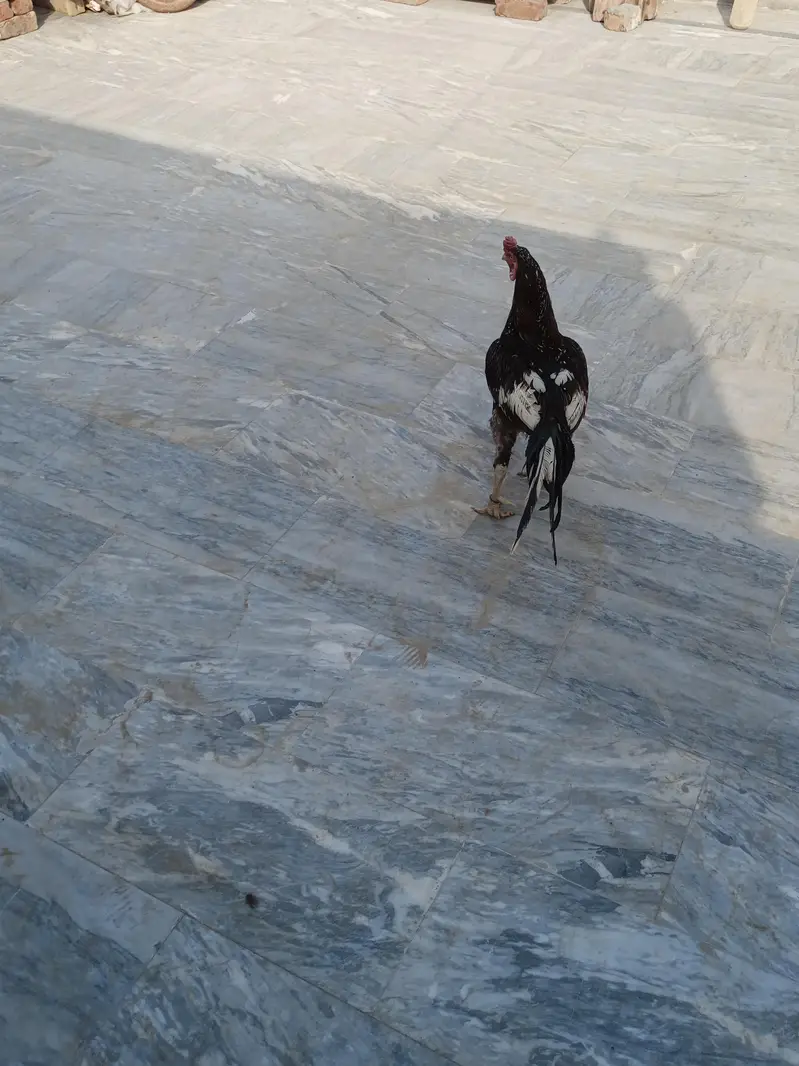 Mian wali Aseel — photo 6