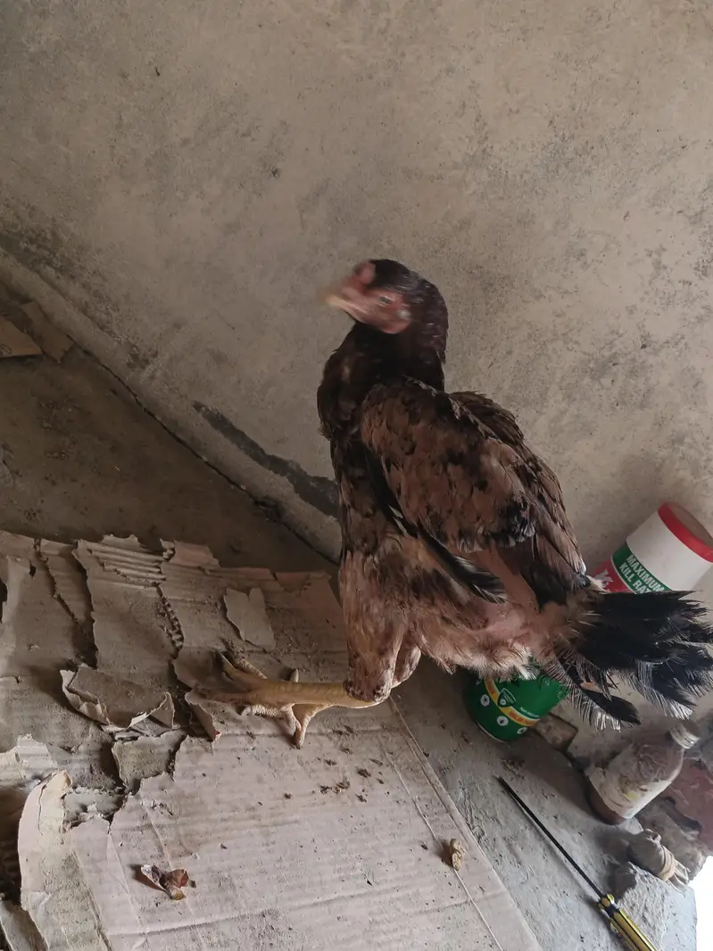 Mian wali Aseel — photo 7