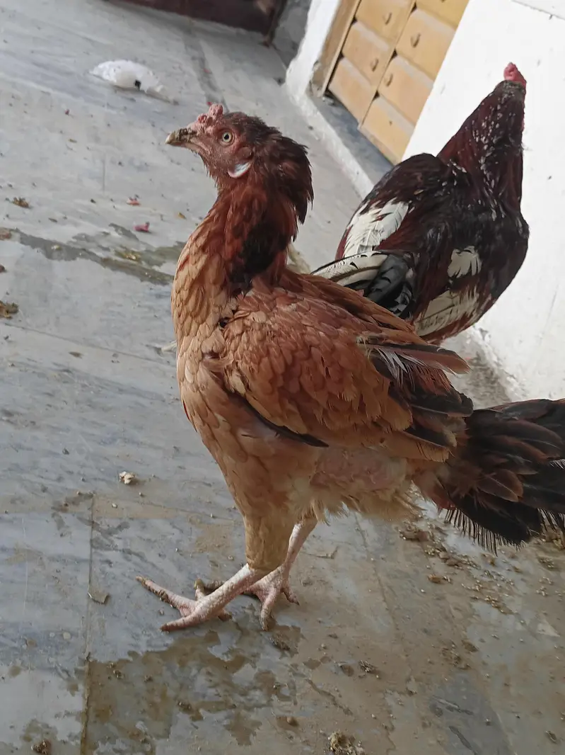 Mian wali Aseel — photo 8