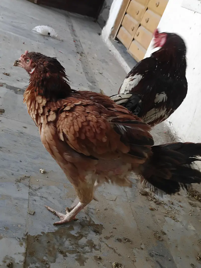 Mian wali Aseel — photo 10