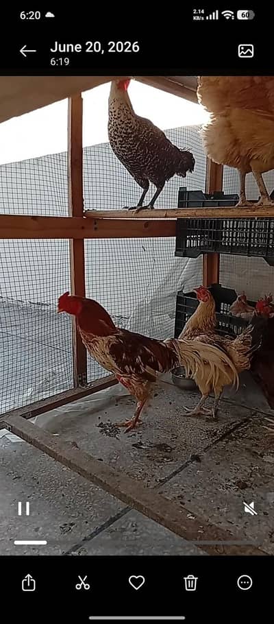 Desi murgian/hens for sale