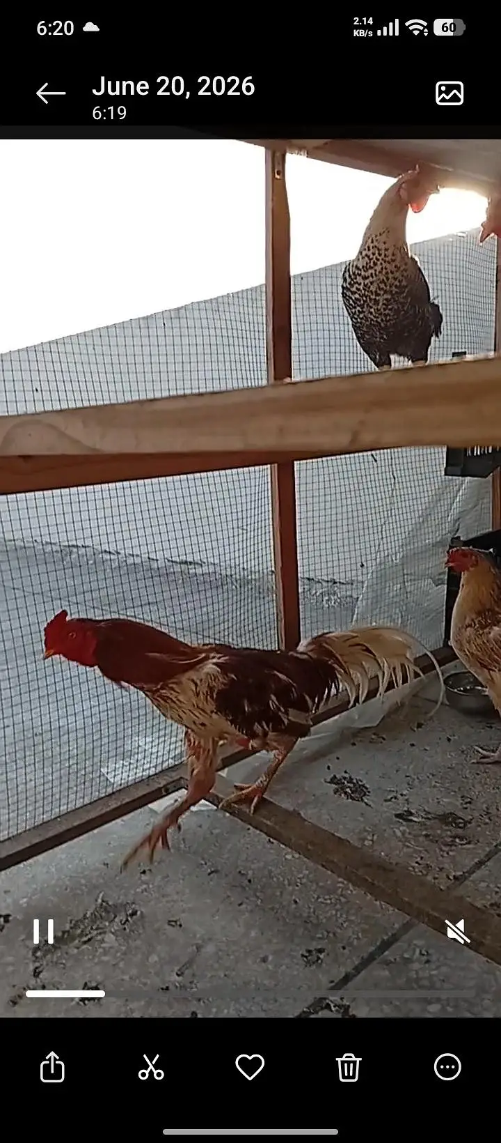 Desi murgian/hens for sale — photo 2