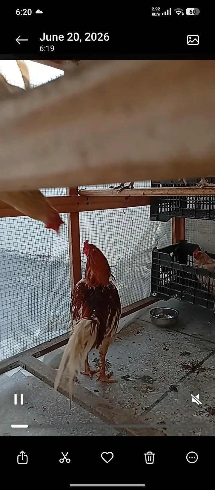 Desi murgian/hens for sale — photo 3