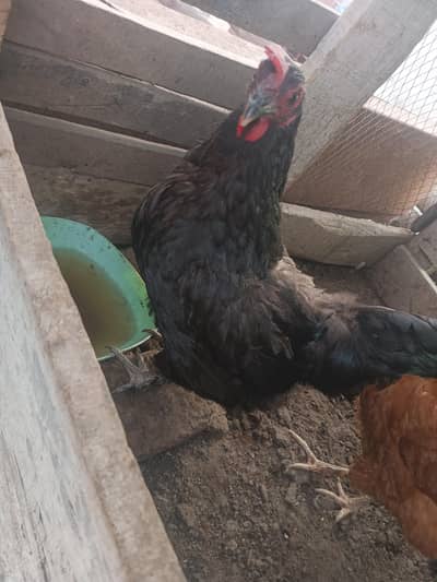 3 mini golden buff ready to bread h phly egg dy rahi the