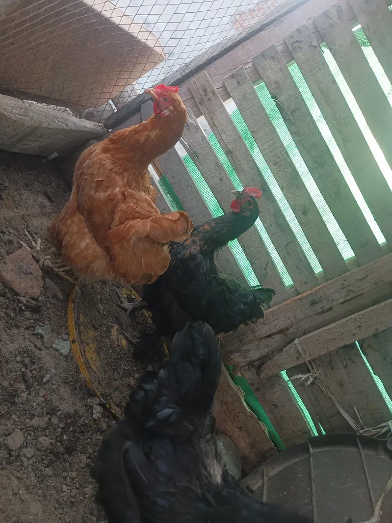 3 mini golden buff ready to bread h phly egg dy rahi the — photo 2