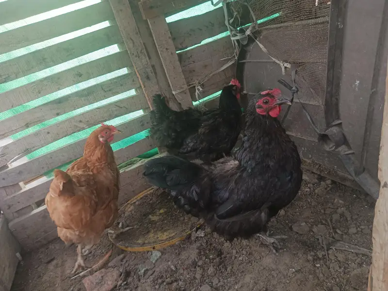 3 mini golden buff ready to bread h phly egg dy rahi the — photo 3