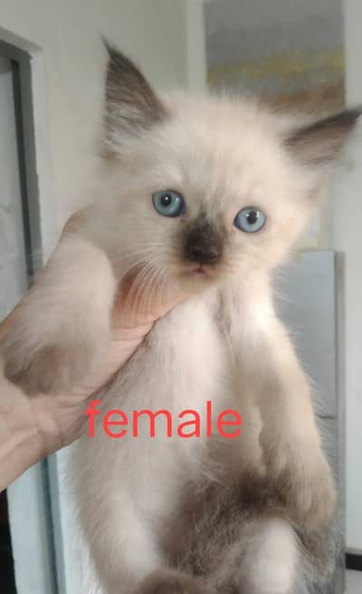 super cute kittens