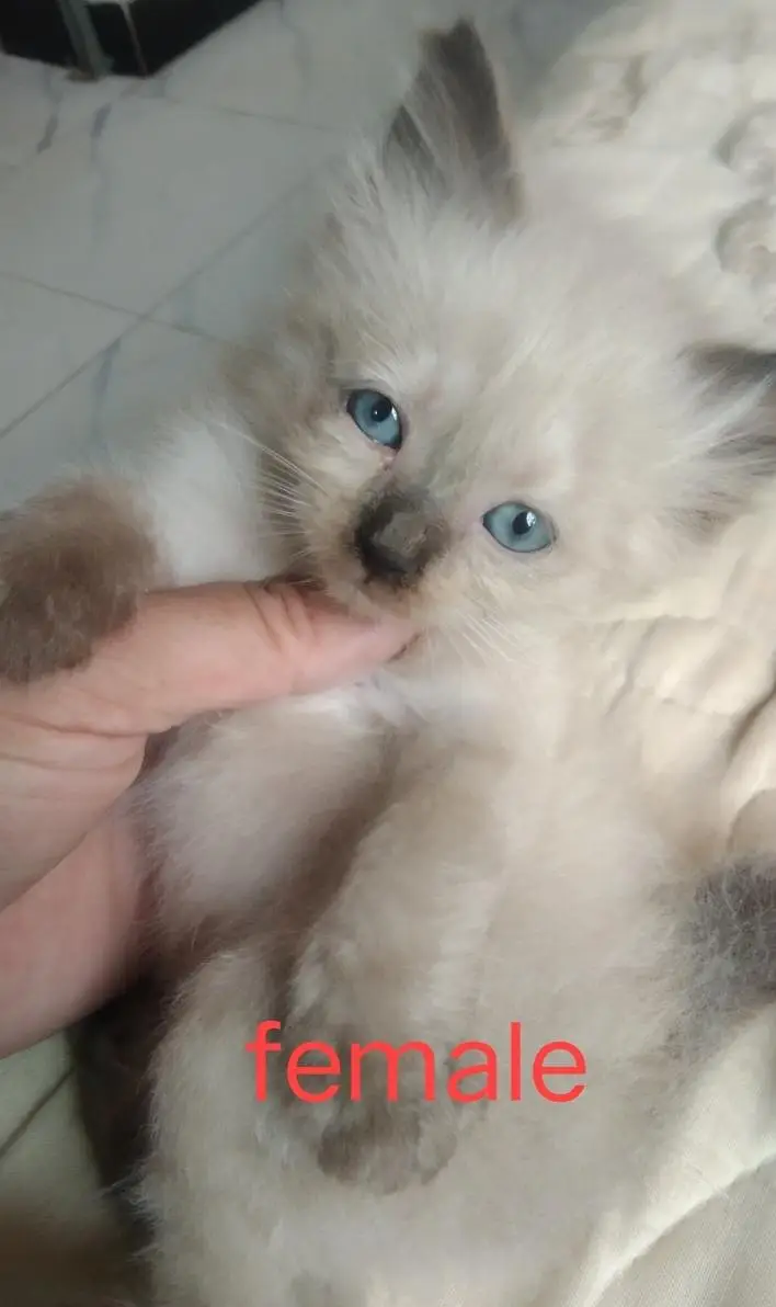 super cute kittens — photo 2