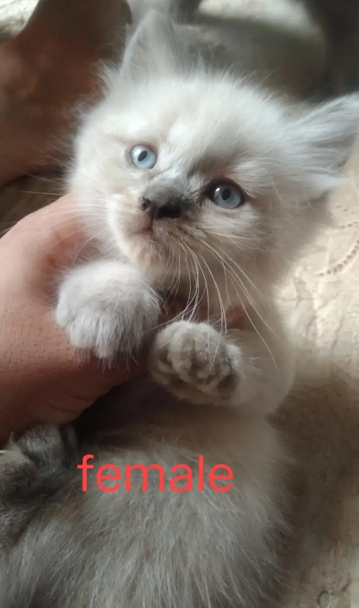 super cute kittens — photo 3