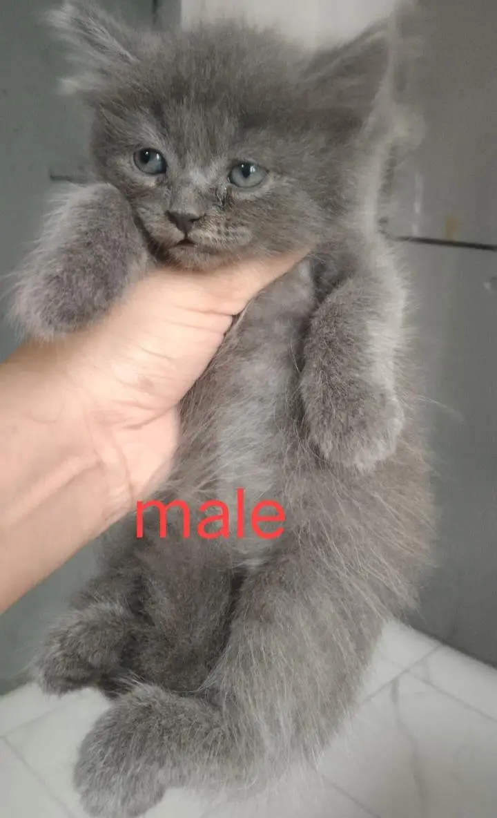 super cute kittens — photo 4
