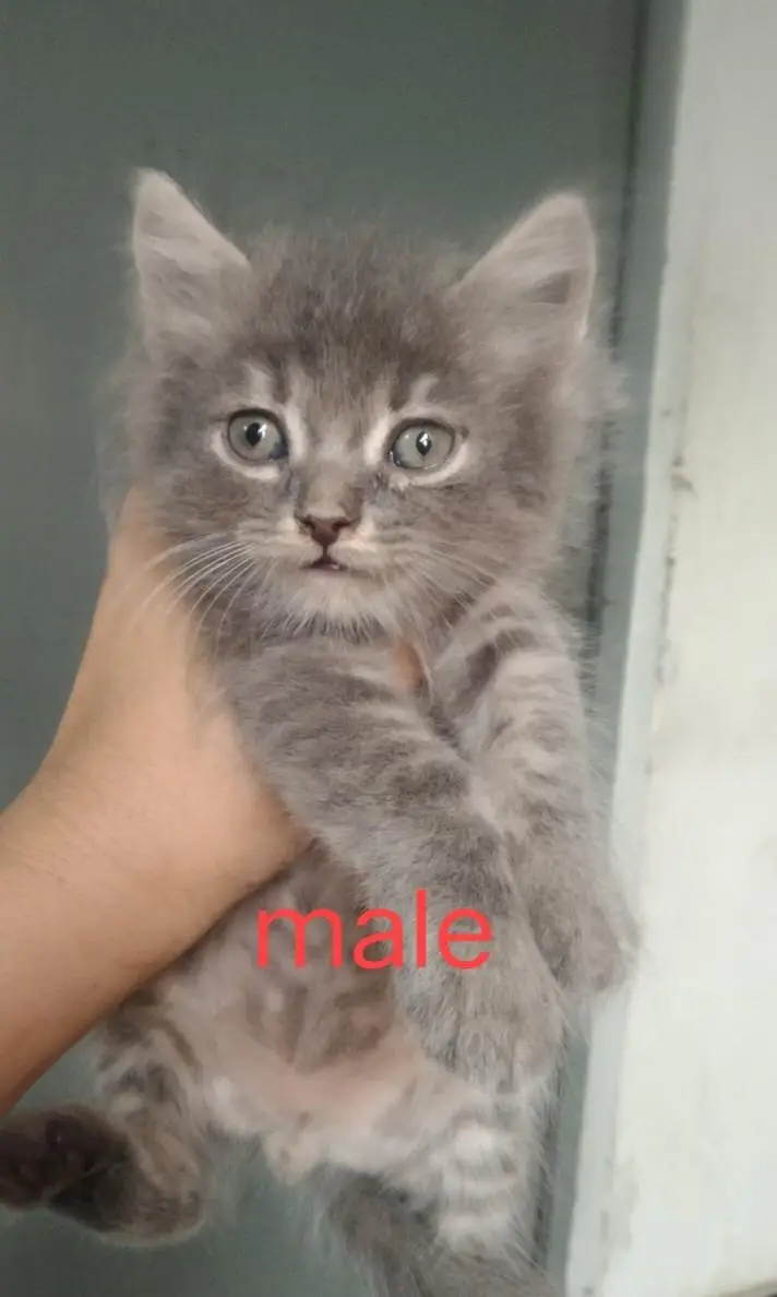 super cute kittens — photo 5