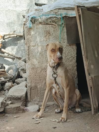 best security dog gar ka pala hua dog ha jis bhau ko smaj ay rabta kry
