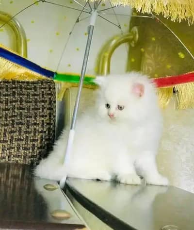 Person Female kitten for sale Whatsapp Number 0370//3659//941
