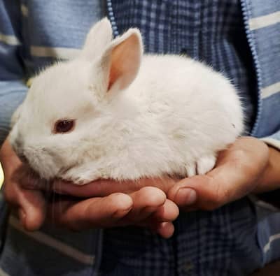 انگوری rabbit kids